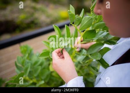 Landwirtinnen, die Pflanzen in asien züchten und anbauen Stockfoto