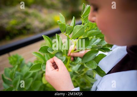Landwirtinnen, die Pflanzen in asien züchten und anbauen Stockfoto