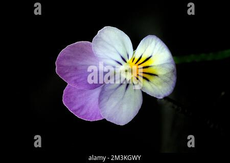Panseyblume Stockfoto