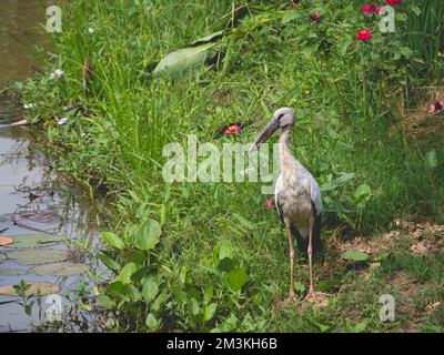 Ein Breitakel, der in einer Beule am Wasser steht Stockfoto