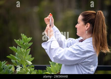 Landwirtinnen, die Pflanzen in asien züchten und anbauen Stockfoto