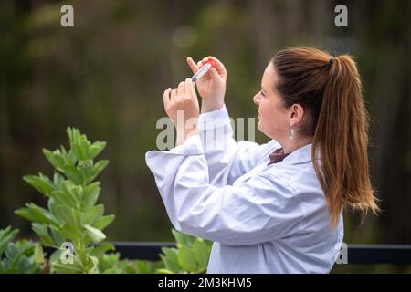 Landwirtinnen, die Pflanzen in asien züchten und anbauen Stockfoto