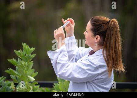 Landwirtinnen, die Pflanzen in asien züchten und anbauen Stockfoto