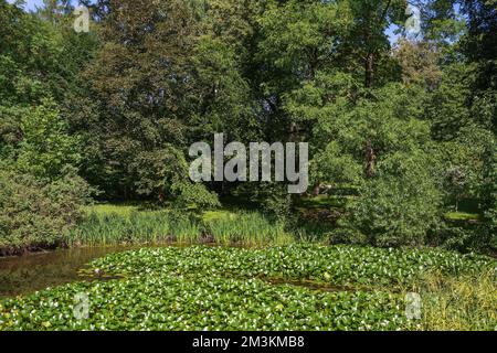 Blütendicken von nymphaea, auf einem Teich in einem gepflegten Garten Stockfoto