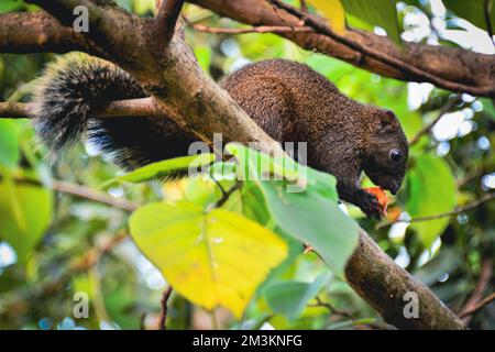 Ein braunes Eichhörnchen steht auf einem Ast und isst rote Früchte. Seine Augen beobachten den Fotografen. Stockfoto