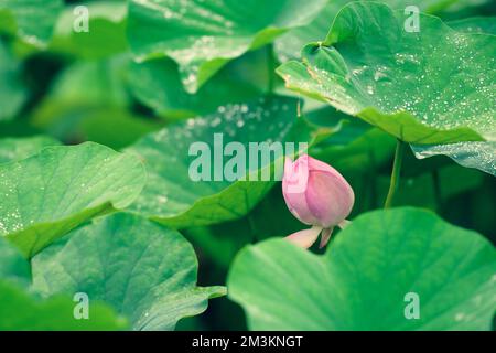 Eine Lotusblume gibt den Menschen ein elegantes Gefühl und die Hitze des Sommers verschwindet. Rosa gemischt mit weißen Blütenblättern. Große grüne Blätter. Stockfoto