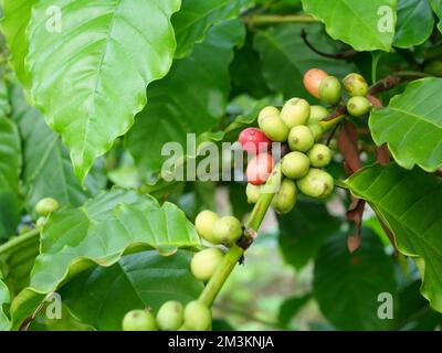 Roh mit reifen roten und grünen Kaffeekirschbohnen auf einer Baumplantage in Thailand Stockfoto