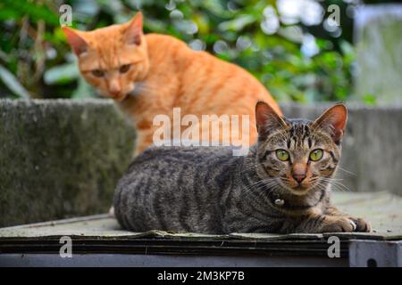 Es gibt zwei Tabby-Katzen, die graue schaut auf den Fotografen. Cat-Dorf. Von CNN als einer der sechs besten Orte zur Katzenbeobachtung in der Region empfohlen Stockfoto