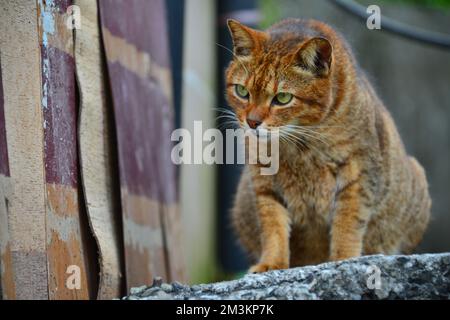 Eine Tabby-Katze sitzt auf einer Betonwand. Houtong Cat Village. Von CNN als einer der sechs besten Orte zur Katzenbeobachtung weltweit empfohlen. New Taipei, Taiwa Stockfoto