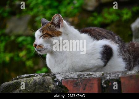 Eine Katze, die an der Wand liegt, mit geschlossenen Augen, die wie ein Lächeln aussieht. Cat-Dorf. Von CNN als einer der sechs besten Orte zur Katzenbeobachtung weltweit empfohlen. Stockfoto