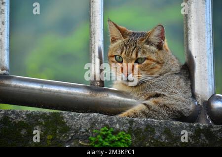 Unter dem Eisengeländer ist eine Tabby-Katze. Houtong Cat Village. Von CNN als einer der sechs besten Orte zur Katzenbeobachtung weltweit empfohlen. Neues Taipe Stockfoto