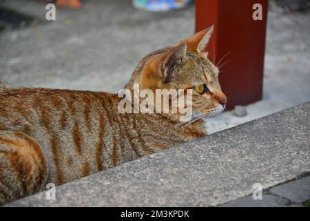 Eine Tabby-Katze sitzt an einer niedrigen Wand. Houtong Cat Village. Von CNN als einer der sechs besten Orte zur Katzenbeobachtung weltweit empfohlen. New Taipeh, Taiwan Stockfoto