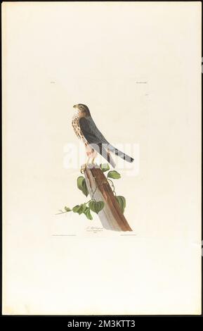 Le Petit caporal : Falco temerarius. Männlich. c.1 v.1 Platte 75 , Falcons, Vines, Merlin Bird, Smilax. Die Vögel Amerikas - aus Originalzeichnungen von John James Audubon Stockfoto