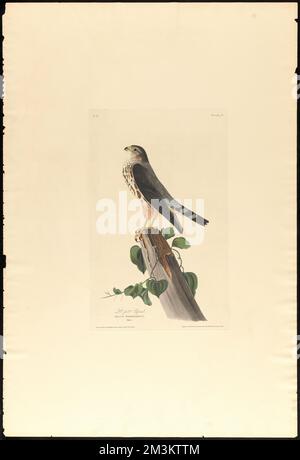 Le Petit caporal : Falco temerarius. Männlich. c.2 v.1 Platte 75 , Falcons, Vines, Merlin Bird, Smilax. Die Vögel Amerikas - aus Originalzeichnungen von John James Audubon Stockfoto