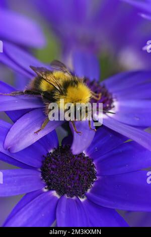 Natürliche vertikale Nahaufnahme auf einer Queen Buff-Tailed Humblebee , Bombus terrestris , die auf Vegetation sitzt Stockfoto