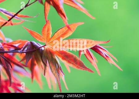 Nahaufnahme roter Ahornblätter. Grüner Hintergrund. Poetische und malerische Ahornblätter. Lishan, Taiwan. Stockfoto