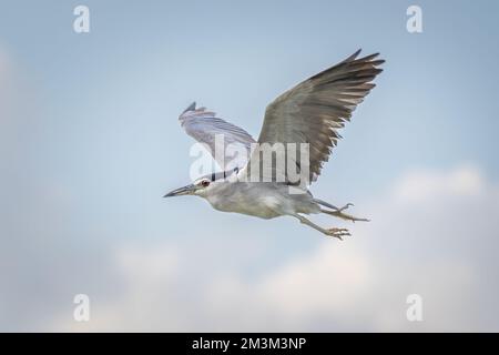 Wunderschöner fliegender Schwarzkronen-Nachtreiher (Nycticorax nycticorax) an einem sonnigen Tag im Sommer Stockfoto