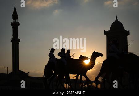 Sicherheitskräfte mit ihren Kamelen auf einer Wiese vor dem Amiri Diwan, dem offiziellen Arbeitsplatz und dem Büro des Emirs des Staates Katar im Sonnenuntergang Sicherheitskräfte mit ihren Kamelen auf einer Wiese vor dem Amiri Diwan, Der offizielle Arbeitsplatz und das Büro des Emir des Staates Katar bei Sonnenuntergang Fussball WM 2022 in Katar FIFA Fußball-Weltmeisterschaft 2022 © diebilderwelt / Alamy Stock Stockfoto