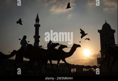 Sicherheitskräfte mit ihren Kamelen auf einer Wiese vor dem Amiri Diwan, dem offiziellen Arbeitsplatz und dem Büro des Emirs des Staates Katar im Sonnenuntergang Sicherheitskräfte mit ihren Kamelen auf einer Wiese vor dem Amiri Diwan, Der offizielle Arbeitsplatz und das Büro des Emir des Staates Katar bei Sonnenuntergang Fussball WM 2022 in Katar FIFA Fußball-Weltmeisterschaft 2022 © diebilderwelt / Alamy Stock Stockfoto