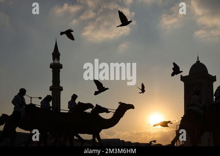 Sicherheitskräfte mit ihren Kamelen auf einer Wiese vor dem Amiri Diwan, dem offiziellen Arbeitsplatz und dem Büro des Emirs des Staates Katar im Sonnenuntergang Sicherheitskräfte mit ihren Kamelen auf einer Wiese vor dem Amiri Diwan, Der offizielle Arbeitsplatz und das Büro des Emir des Staates Katar bei Sonnenuntergang Fussball WM 2022 in Katar FIFA Fußball-Weltmeisterschaft 2022 © diebilderwelt / Alamy Stock Stockfoto