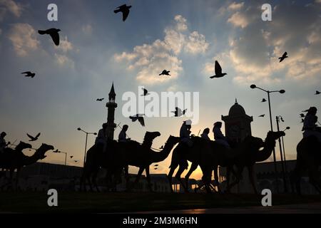 Sicherheitskräfte mit ihren Kamelen auf einer Wiese vor dem Amiri Diwan, dem offiziellen Arbeitsplatz und dem Büro des Emirs des Staates Katar im Sonnenuntergang Sicherheitskräfte mit ihren Kamelen auf einer Wiese vor dem Amiri Diwan, Der offizielle Arbeitsplatz und das Büro des Emir des Staates Katar bei Sonnenuntergang Fussball WM 2022 in Katar FIFA Fußball-Weltmeisterschaft 2022 © diebilderwelt / Alamy Stock Stockfoto