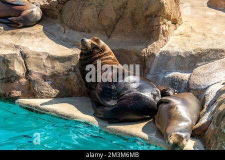 Seelöwe im Zoo Stockfoto