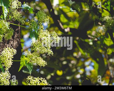 Ein Haufen weiße Blumen und Blätter Stockfoto