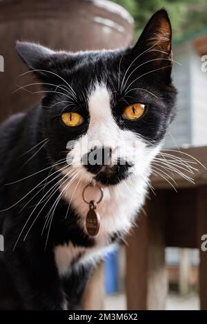 Mischkatze. Schwarz-Weiß-Smoking-Katze mit Schnurrbart. Süße Katze. Schwarze Katze mit weißem Fleck sitzt im Freien. Niemand, selektiver Fokus Stockfoto