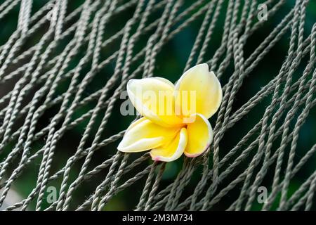 Tropische Blumen Stockfoto