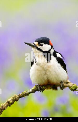 Männlich Woodpecker (Dendrocopos Hauptfach) am Stiel mit unscharfem Bluebells im Hintergrund Stockfoto