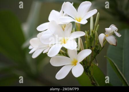 Singapur Friedhofsblumen (Plumeria obtusa) auf einem Baum: (Pix Sanjiv Shukla) Stockfoto