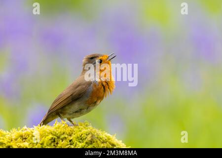 Robin { Erithacus rubecula ] singt auf moosem Stumpf mit unscharfen Bluebells im Hintergrund Stockfoto