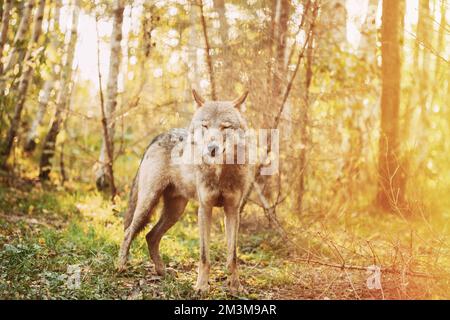 Eurasischer Wolf, Wissenschaftlicher Name - Canis Lupus In Natürlicher Umgebung. Wald In Der Herbstsaison. Natürlicher Lebensraum. Grauer Oder Grauer Wolf, Auch Bekannt Als Stockfoto