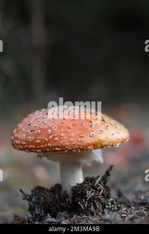 Rote Fliegenpilze aus Piniennadeln Stockfoto