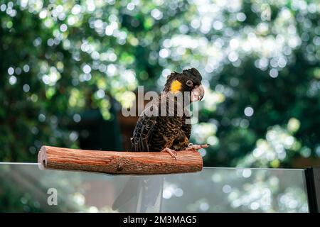 Australischer Gelbschwanzkakadu Stockfoto