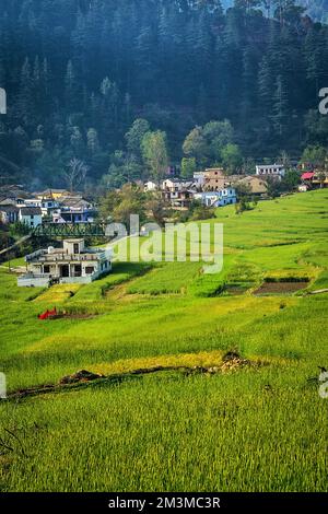 Terrace Farming, Bijoria Village, Kausani, Bageshwar, Kumaon, Uttarakhand, Indien Stockfoto