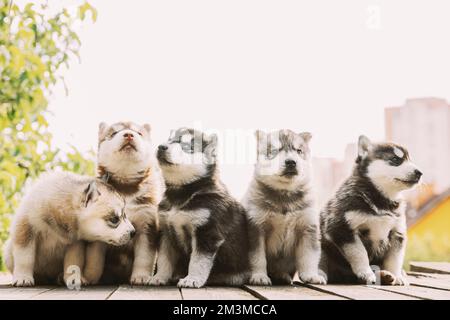 Fünf vier Wochen alte Husky Puppy von weiß-grau-schwarz-braun Farbe sitzt auf Holz Masse Zusammen Stockfoto