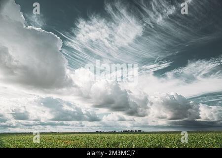 Cumulus Wolken Über Dem Maisfeld Im Frühling Sommer Bewölkt Am Tag. Erntezeit Für Mais. Stratus Wolken Über Dem Ländlichen Feld. Himmel Mit Wolken Am Horizont. Gut Stockfoto