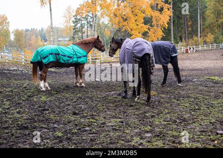 Pferde im Helsinki Park Stockfoto