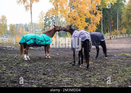 Pferde im Helsinki Park Stockfoto