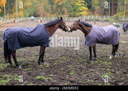 Pferde im Helsinki Park Stockfoto