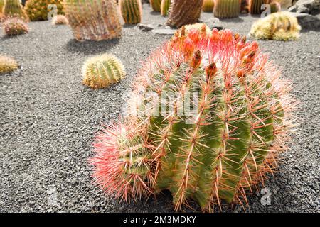 Nahaufnahme von Ferocactus pilosus in Lanzarote Stockfoto