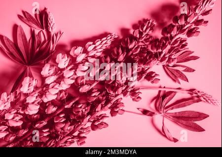 Lupinenblumen in pinkfarbenem Lila in voller Blüte auf einem lilafarbenen Hintergrund. Getönt in Viva Magenta, Trendfarbe des Jahres 2023 Stockfoto