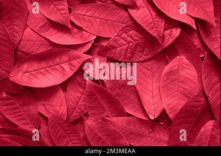 Hintergrund herbstroter, lila rosa Kirschblätter. Getönt in Viva Magenta, Trendfarbe des Jahres 2023 Stockfoto