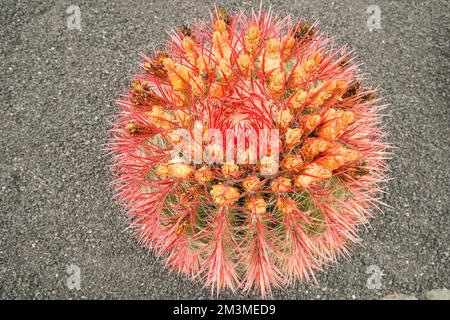 Nahaufnahme von Ferocactus pilosus in Lanzarote Stockfoto