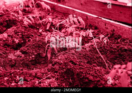 Junge Sämlinge Grünsprossen Tomatenpflanzen Wachstum in der Erdoberfläche in einem kleinen Gewächshaus in einem Gartenbeet auf einem Bauernhof im Dorf. Ton Stockfoto