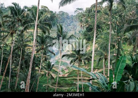 Reisterrassen tegalalang. Bali. Blick auf die rauschenden Reisfelder vor der Kulisse von Palmen. Sehenswürdigkeiten bali, Inonesia. Atemberaubend Stockfoto