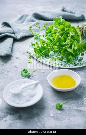 Winterportulak, indischer Salat, mit Olivenöl und Salz. Claytonia perfoliata Stockfoto