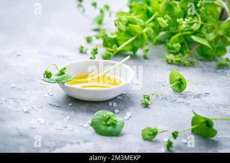 Winterportulak, indischer Salat, mit Olivenöl und Salz. Claytonia perfoliata Stockfoto