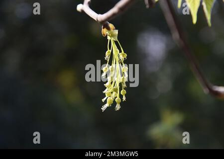 Kunming. 16.. Dezember 2022. Dieses unbedeckte Aktenfoto zeigt die staminierte Blüte von Acer Yangbiense in der Provinz Yunnan im Südwesten Chinas. Kredit: Xinhua/Alamy Live News Kredit: Xinhua/Alamy Live News Stockfoto